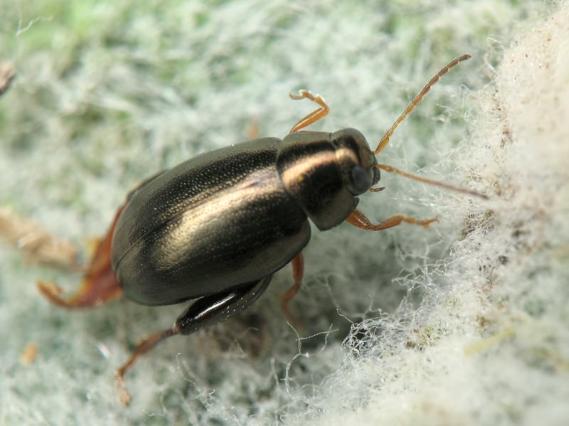 Dibolia schillingii (Letzner, 1847)